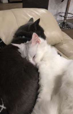 Cứ nghĩ rằng đã quên rồi 