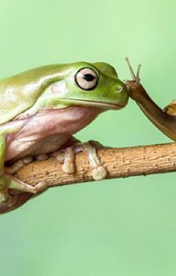 Cuộc đời của ốc và ếch