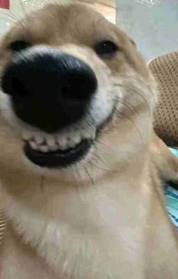 ||Cuongvi||chu pa pi bô nhà nhố😞🥀