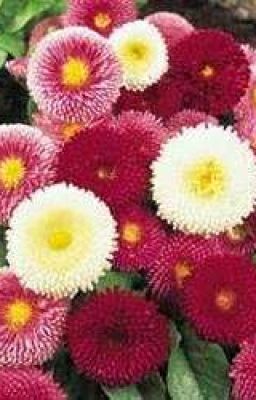 Daisy
