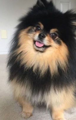 DEAR YEONTAN