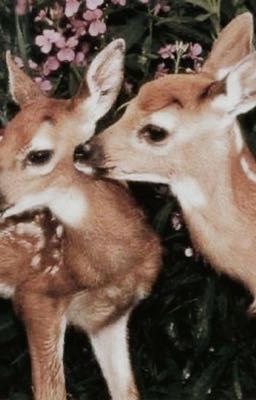 deer hunter