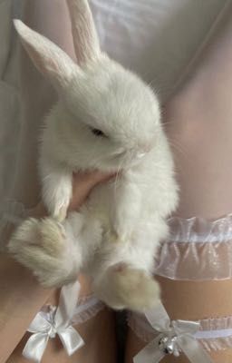 | Dịch Vụ Trừ Yêu Diệt Tà |