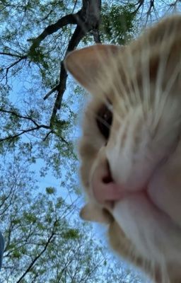 (DMD|AuauSave) Cat 