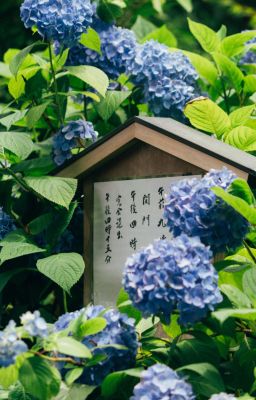 [ĐN BAB] Vài câu chuyện ngọt ngào của hai người Hạ Tạ