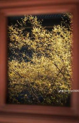 [ĐN DTW] Sắc Trắng 