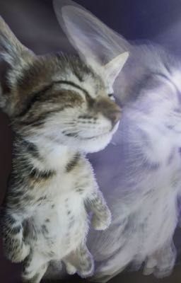 đồ dở người [hongmingi x chawoomin]