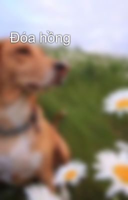 Đóa hồng