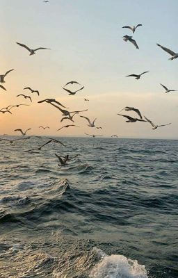 [Đoản Bách Hợp/Gl] Chờ hoa phượng nở, chờ mùa xuân qua [Drop]