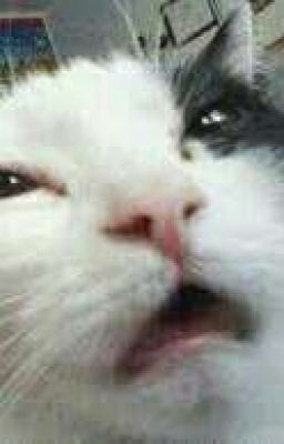 Don't meow me » taekook 