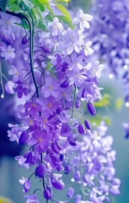 Đồng nhân Đạo mộ 5.2