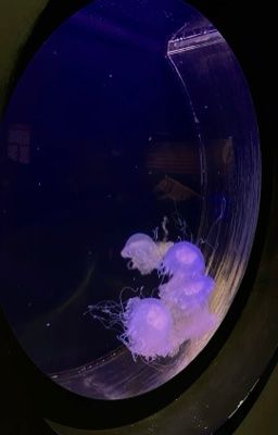 [drop] dương domic ; exit sign