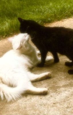 Duy Ngọc × Khôi Vũ || Dunkles Licht