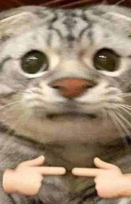 Edit lại mí Hvan dịch QT ko lứng nổi🤡
