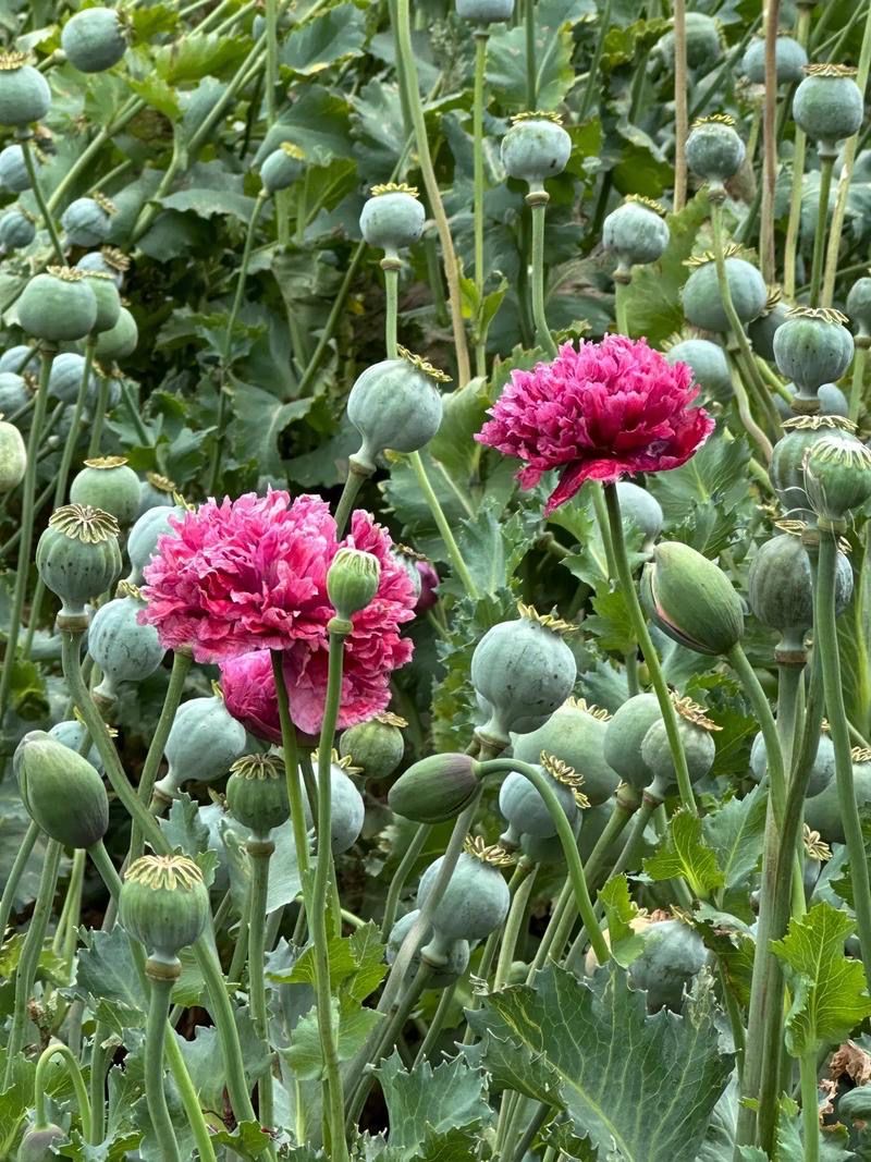 68747470733a2f2f73332e616d617a6f6e617773