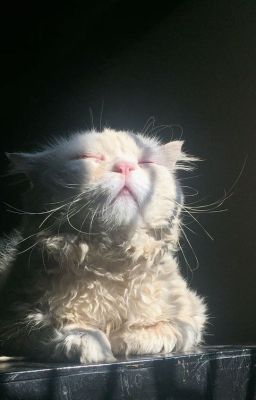 em bé em bế - zeuvi