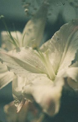 eom and ahn, bến nước con đò