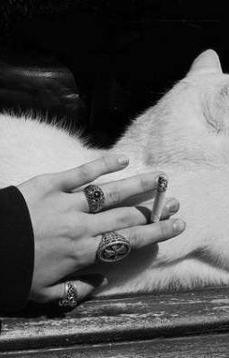 exsh┊mew mew.