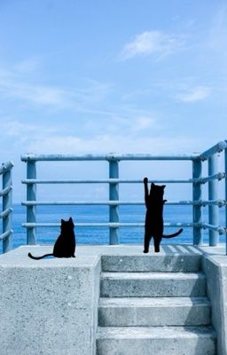 [fakeria] || khung hình