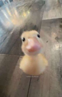 [Fanfic couples LCK] Chắc chắn là định mệnh.