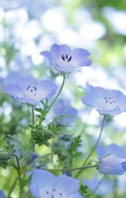 Forget Me Not 
