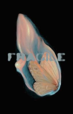 Fragile, Hwang Jun-ho