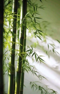 [Full] Làng Tầm Vông