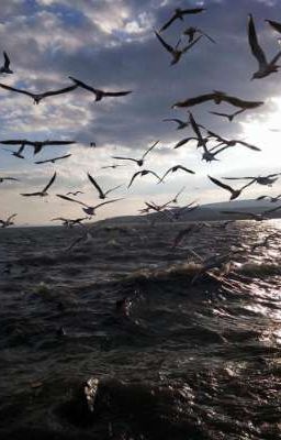 Hãy chính mình...