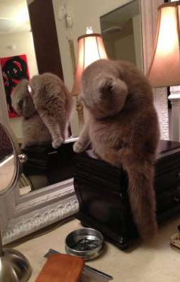 Hieusol • weird mirror