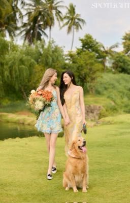 Hoa dã quỳ trên đồi