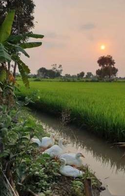 HỌA HỒNG TÀNG LONG - TẾT MIỀN TÂY