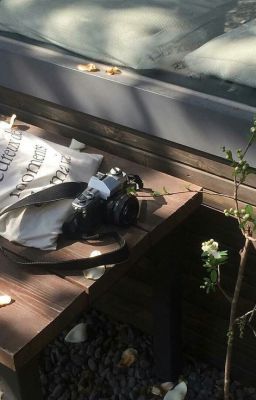 hoa hướng dương trong những ngày chớm đông.