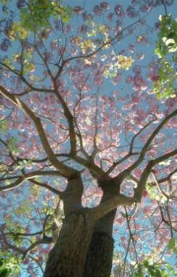 Hoa nở rồi, anh về chưa?[White × Ozin]