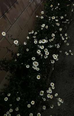 HOA NỞ TRONG ĐÊM TÀN