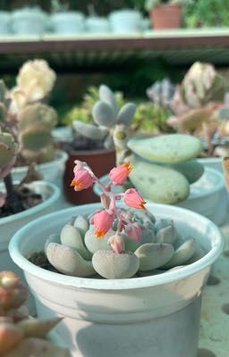 [Hoàng Huy] Một chút...