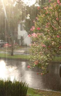 [ Hoàng Huy ] Rain