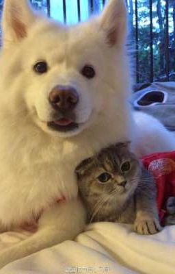 [HoàngHuy] Anh Mèo Em Cún