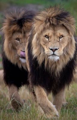 [hoànghuy/r18/sếg thú] tái sinh