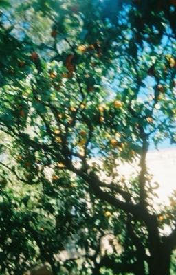 [HP] DraHar/Edit - Hè Sau Gặp Lại.