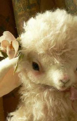 [HùngAnHuy] Đoán Xem?