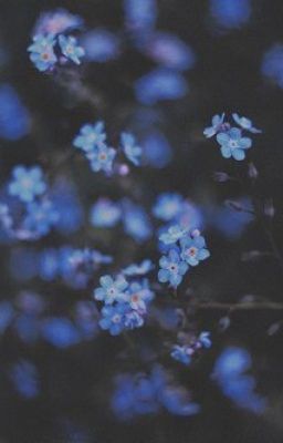 HwangWink | Forget-me-not [backup]