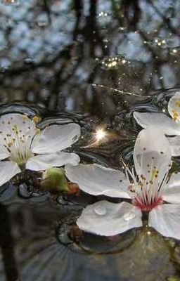 JuMar ✧⁠*⁠。Con Cún Dưới Hiên Rùa