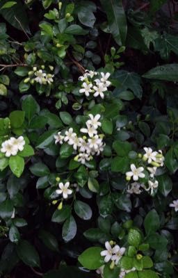 jungji - orange jasmine
