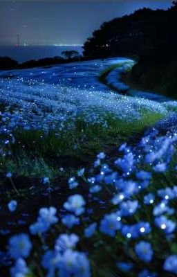 Keonhyeon | Evening Primrose