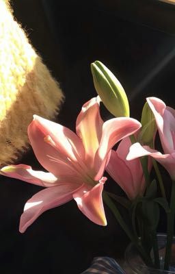 khi em nằm bên anh. | ts |