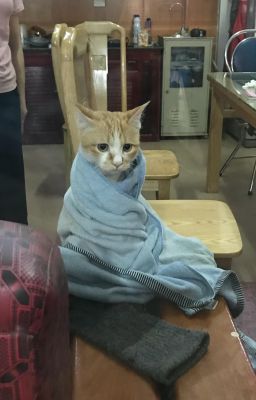 kiểu đéo gì ấy?