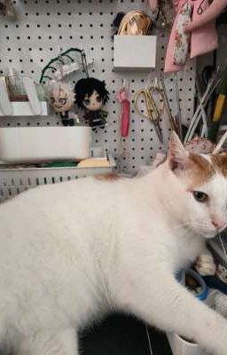 [KNY] SANEGIYUU - SONGS