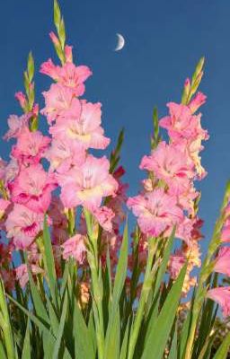 [ LẮNG NGHE NHỊP ĐẬP ] 