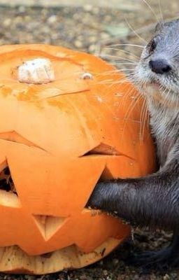 |lanh nguyên| 无题