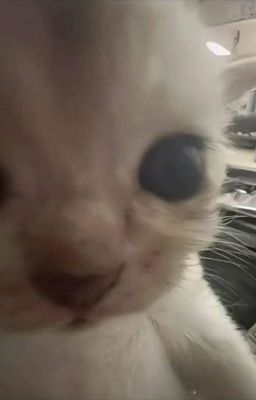 latte&choux|kim mingyu|